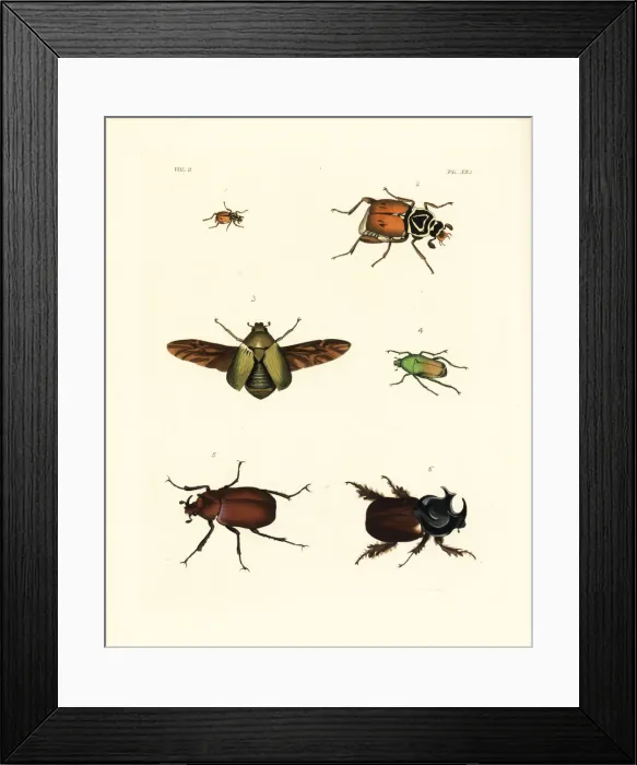 Framed Print : Exotic beetles Framed Print : Exotic beetles
