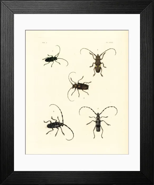 Framed Print : Exotic beetles including vulnerable rosalia alpina Framed Print : Exotic beetles including vulnerable rosalia alpina