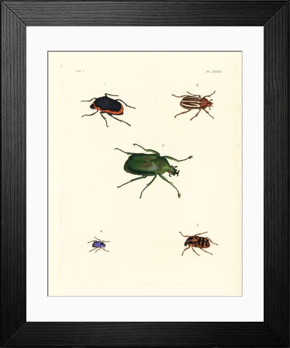 Framed Print : Exotic beetles Framed Print : Exotic beetles