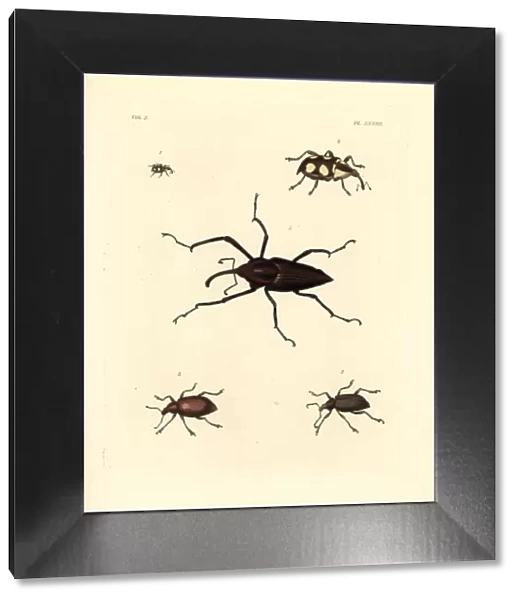 Exotic weevils