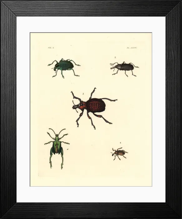 Framed Print : Diamond beetle and weevils Framed Print : Diamond beetle and weevils