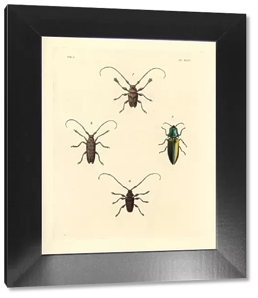 Sawyer, jewel and longhorn beetles