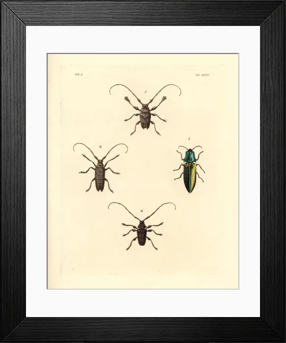 Framed Print : Sawyer, jewel and longhorn beetles Framed Print : Sawyer, jewel and longhorn beetles