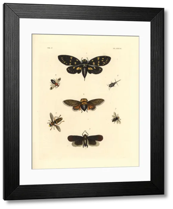 Framed Print : Exotic cicadas and wasps Framed Print : Exotic cicadas and wasps