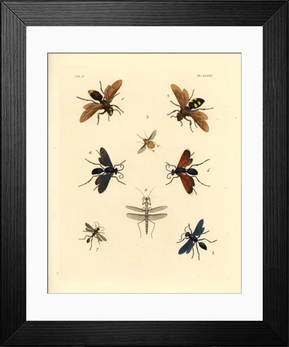 Framed Print : Exotic hornets, wasps and bees Framed Print : Exotic hornets, wasps and bees