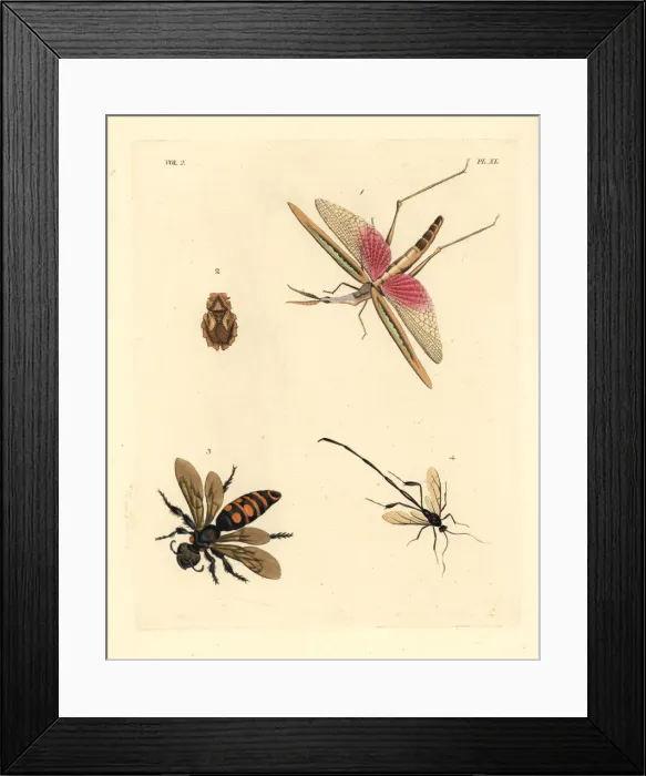 Framed Print : Exotic crickets and wasps