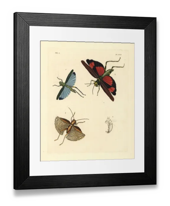 Framed Print : Exotic crickets and grasshoppers Framed Print : Exotic crickets and grasshoppers
