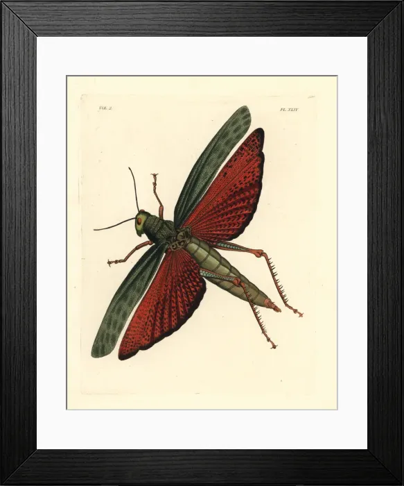 Framed Print : Giant grasshopper, Tropidacris dux Framed Print : Giant grasshopper, Tropidacris dux