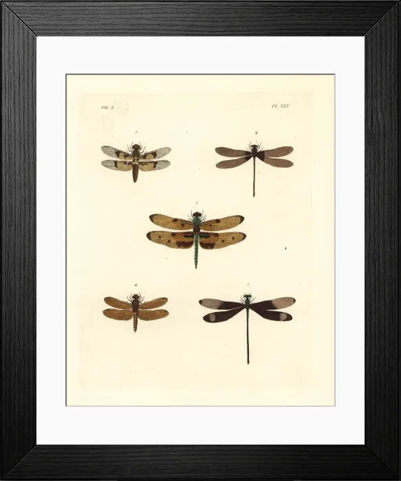 Framed Print : Exotic dragonflies and damselflies Framed Print : Exotic dragonflies and damselflies