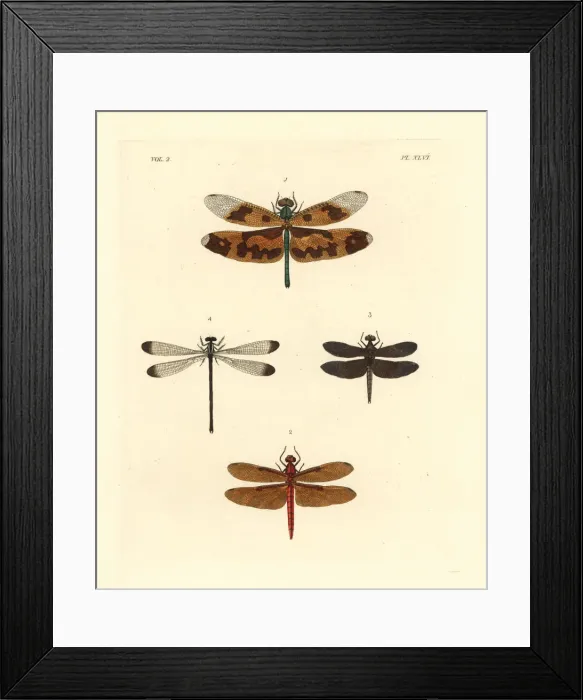 Framed Print : Exotic dragonflies and skimmers Framed Print : Exotic dragonflies and skimmers