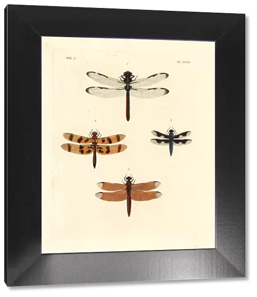 Dragonflies and skimmers