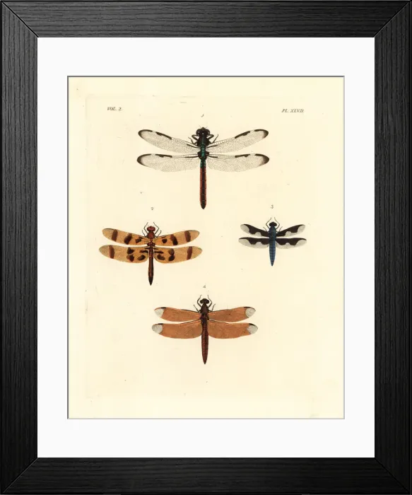 Framed Print : Dragonflies and skimmers Framed Print : Dragonflies and skimmers