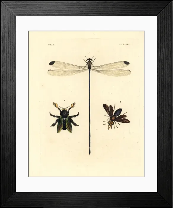 Framed Print : Damselfly, carpenter bee and potter wasp Framed Print : Damselfly, carpenter bee and potter wasp