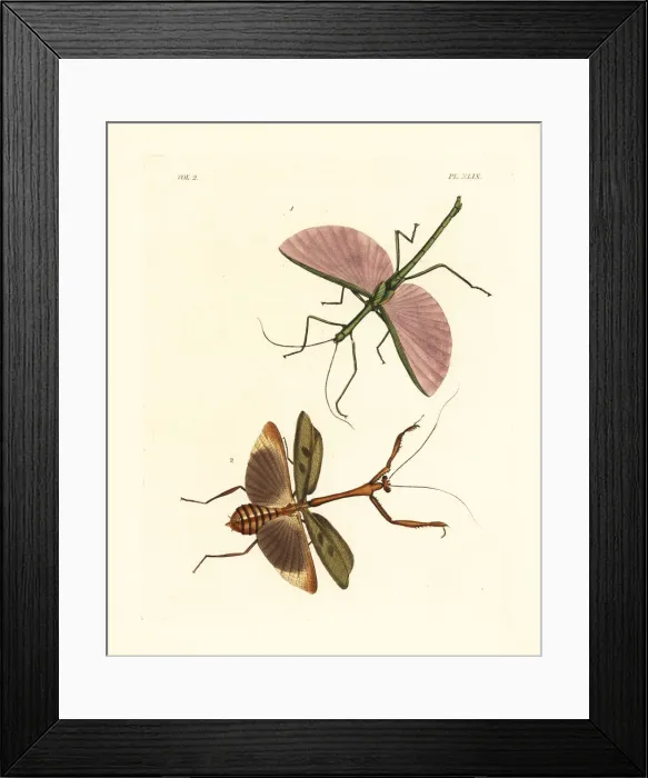 Framed Print : Dragon stick insect and Stagmomantis domingensis Framed Print : Dragon stick insect and Stagmomantis domingensis