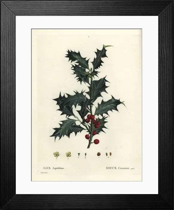 Framed Print : Common holly, Ilex aquifolium Framed Print : Common holly, Ilex aquifolium