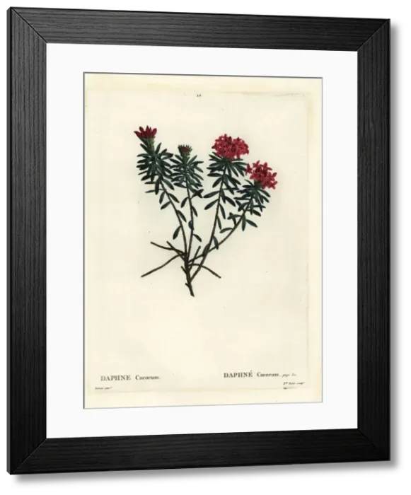 Framed Print : Garland flower or rose daphne, Daphne cneorum Framed Print : Garland flower or rose daphne, Daphne cneorum