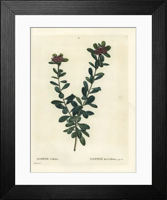 Framed Print : Daphne sericea Framed Print : Daphne sericea