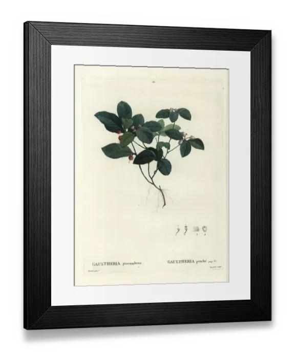 Framed Print : Eastern teaberry, checkerberry or boxberry Framed Print : Eastern teaberry, checkerberry or boxberry