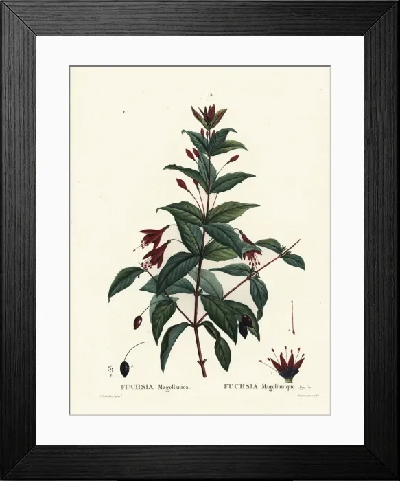 Framed Print : Hummingbird fuchsia, Fuchsia magellanica Framed Print : Hummingbird fuchsia, Fuchsia magellanica