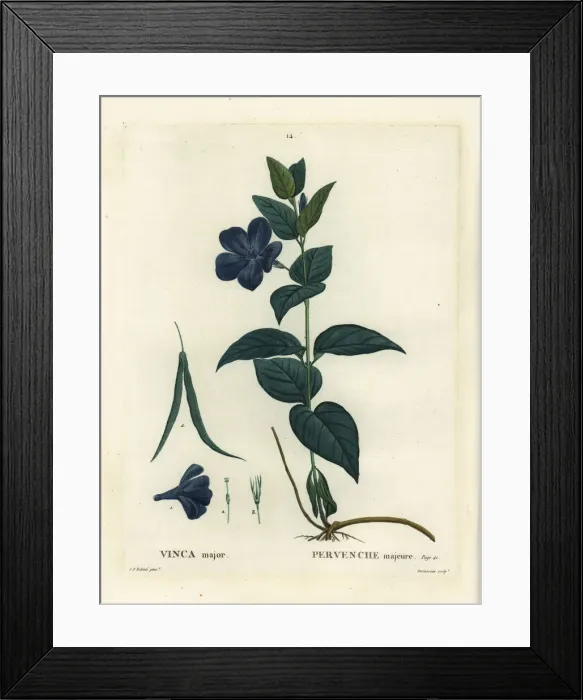 Framed Print : Bigleaf periwinkle, large periwinkle or blue Framed Print : Bigleaf periwinkle, large periwinkle or blue
