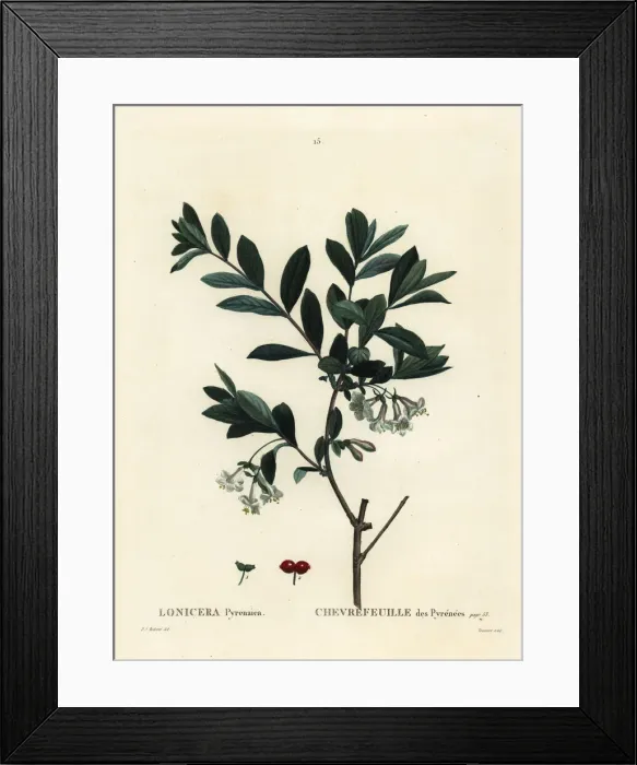 Framed Print : Pyrenees honeysuckle, Lonicera pyrenaica Framed Print : Pyrenees honeysuckle, Lonicera pyrenaica