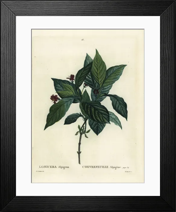 Framed Print : Alpine honeysuckle, Lonicera alpigena Framed Print : Alpine honeysuckle, Lonicera alpigena