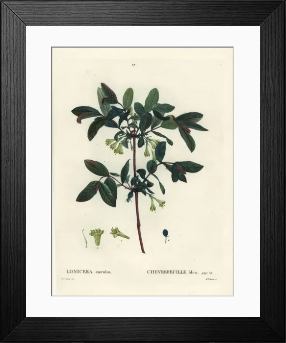 Framed Print : Honeyberry, Lonicera caerulea Framed Print : Honeyberry, Lonicera caerulea