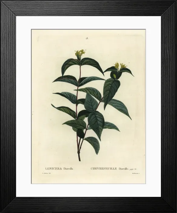 Framed Print : Northern bush honeysuckle, Diervilla lonicera Framed Print : Northern bush honeysuckle, Diervilla lonicera