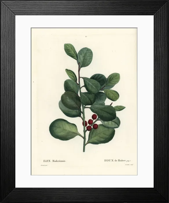 Framed Print : Madeira holly, Ilex perado Framed Print : Madeira holly, Ilex perado