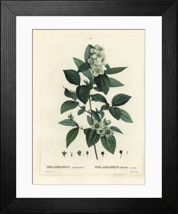 Framed Print : Sweet mock-orange, English dogwood, Philadelphus coronarius Framed Print : Sweet mock-orange, English dogwood, Philadelphus coronarius