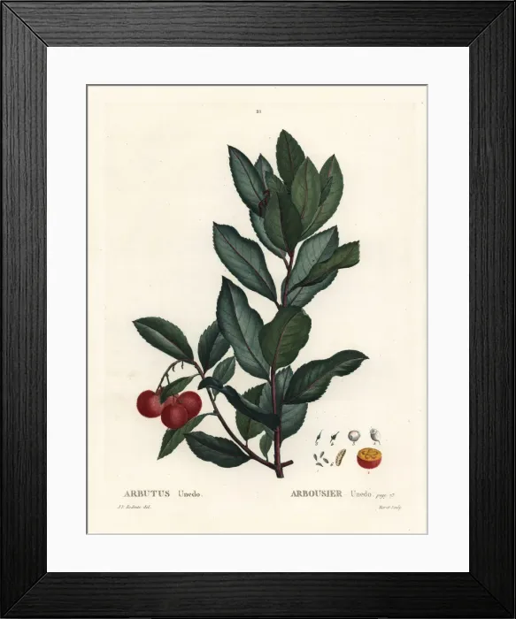 Framed Print : Strawberry tree, Arbutus unedo Framed Print : Strawberry tree, Arbutus unedo