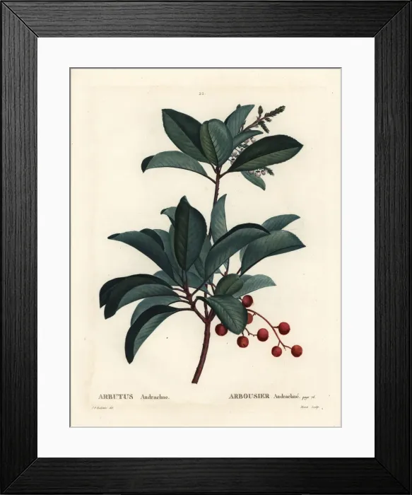 Framed Print : Greek strawberry tree, Arbutus andrachne Framed Print : Greek strawberry tree, Arbutus andrachne