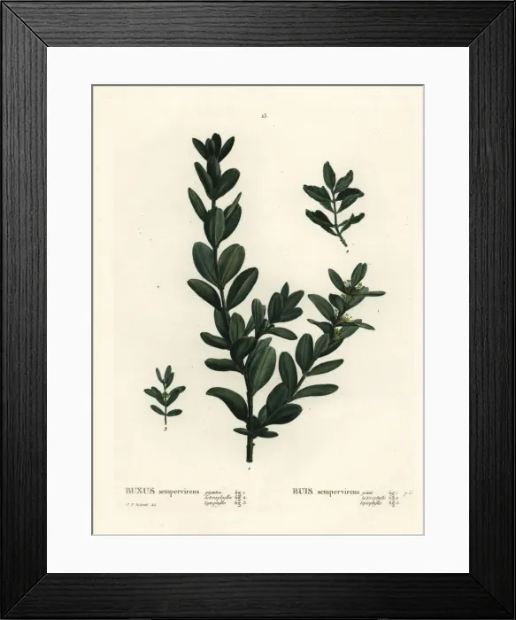 Framed Print : Common box, European box or boxwood, Buxus Framed Print : Common box, European box or boxwood, Buxus