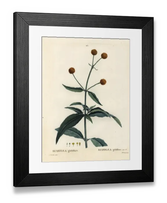 Framed Print : Orange-ball-tree or orange ball buddleja, Buddleja globosa