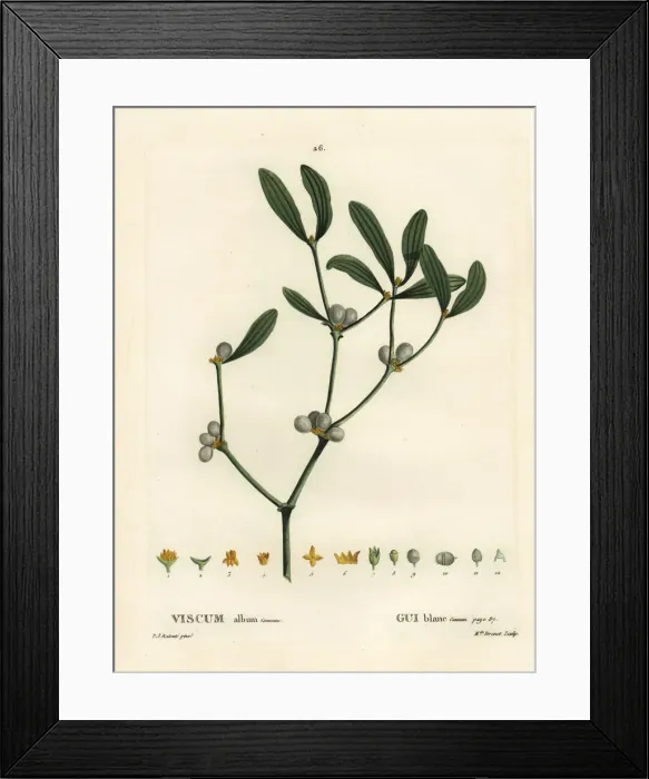 Framed Print : Mistletoe, Viscum album Framed Print : Mistletoe, Viscum album