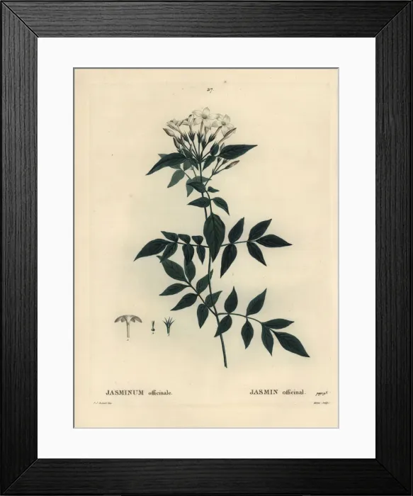 Framed Print : Jasmine, Jasminum officinale Framed Print : Jasmine, Jasminum officinale