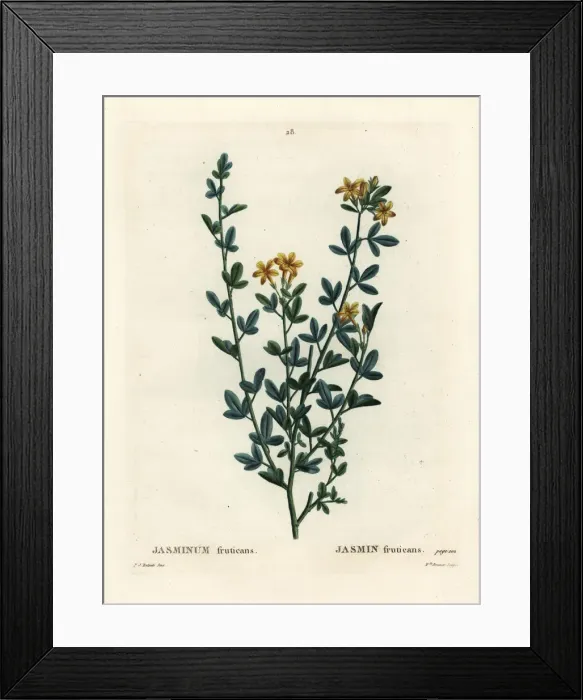 Framed Print : Wild or yellow Jasmine, Jasminum fruticans Framed Print : Wild or yellow Jasmine, Jasminum fruticans