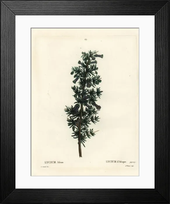 Framed Print : Kraal honey thorn, Lycium afrum Framed Print : Kraal honey thorn, Lycium afrum
