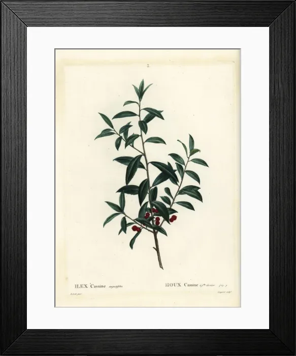 Framed Print : Dahoon holly or cassina, Ilex cassine Framed Print : Dahoon holly or cassina, Ilex cassine