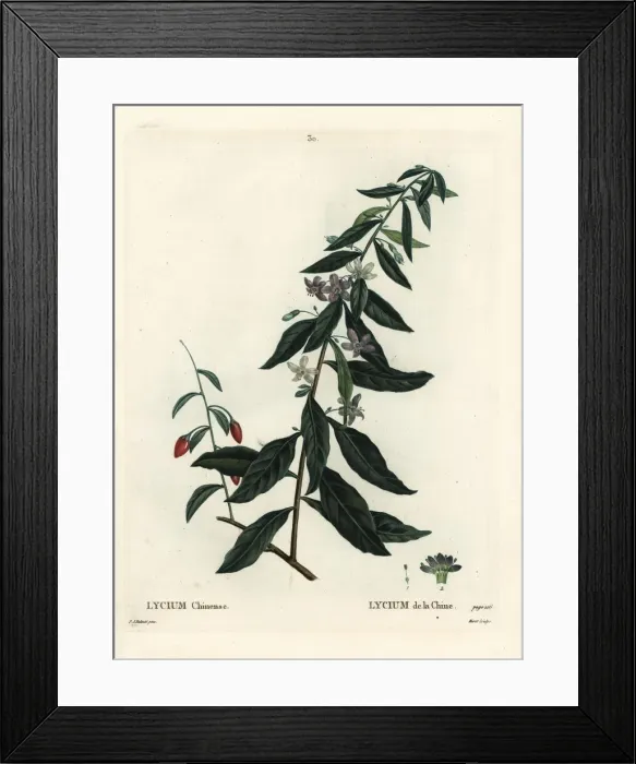 Framed Print : Goji berry or Chinese boxthorn, Lycium chinense Framed Print : Goji berry or Chinese boxthorn, Lycium chinense