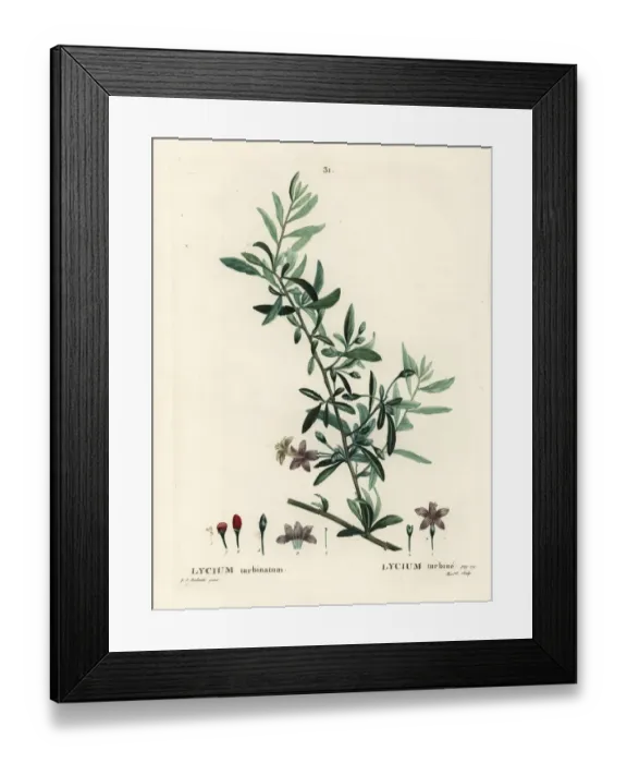 Framed Print : Goji berry or Chinese wolfberry, Lycium barbarum Framed Print : Goji berry or Chinese wolfberry, Lycium barbarum