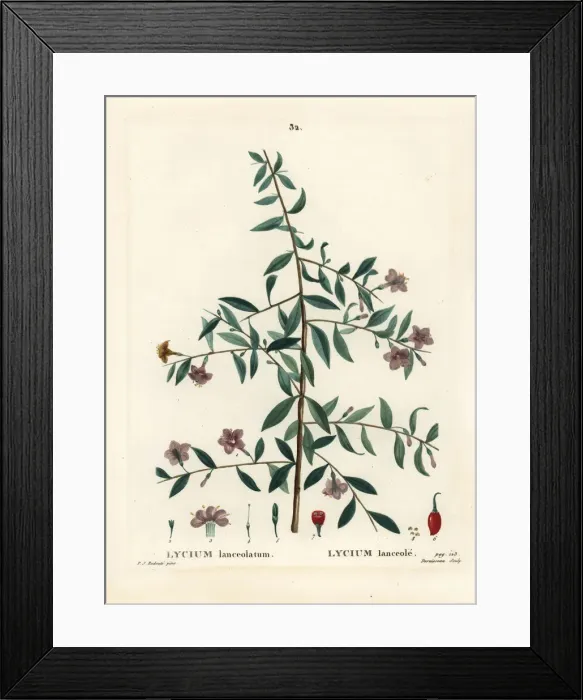 Framed Print : Goji berry or Chinese wolfberry, Lycium barbarum Framed Print : Goji berry or Chinese wolfberry, Lycium barbarum