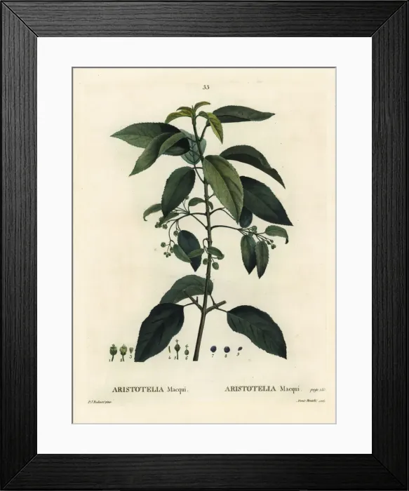 Framed Print : Maqui or Chilean wineberry, Aristotelia chilensis Framed Print : Maqui or Chilean wineberry, Aristotelia chilensis