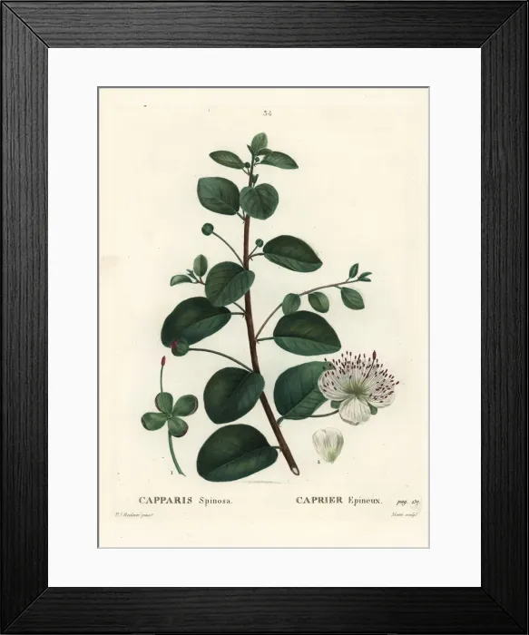 Framed Print : Caper bush, Capparis spinosa Framed Print : Caper bush, Capparis spinosa