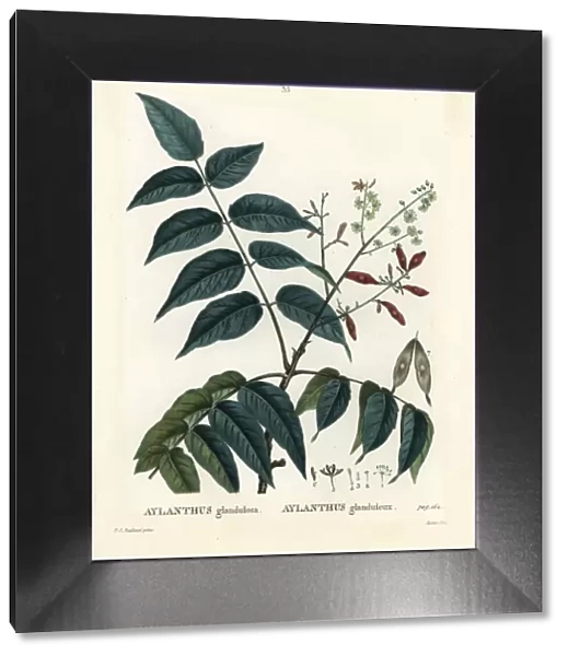 Tree of heaven, ailanthus or chouchun, Ailanthus altissima