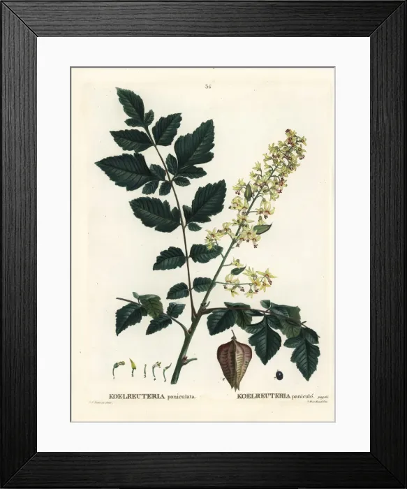 Framed Print : Goldenrain tree, Koelreuteria paniculata Framed Print : Goldenrain tree, Koelreuteria paniculata