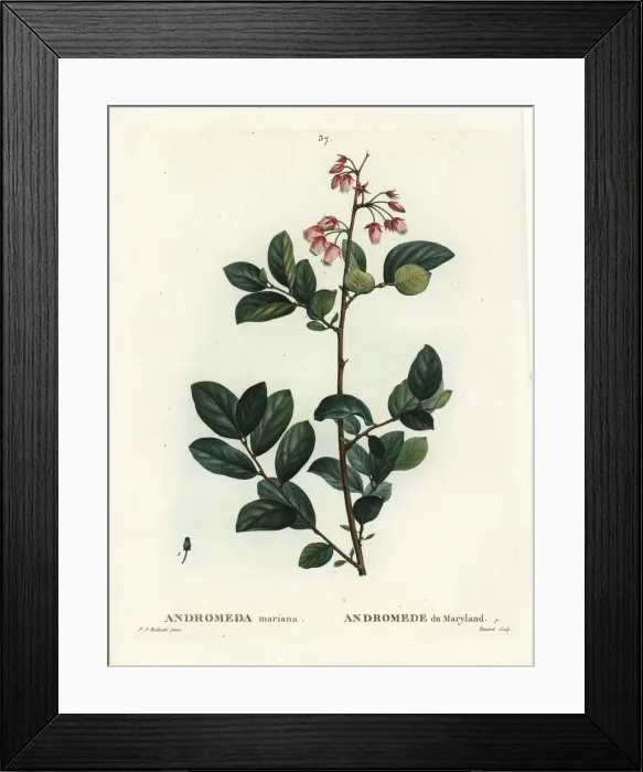 Framed Print : Pieris mariana Framed Print : Pieris mariana