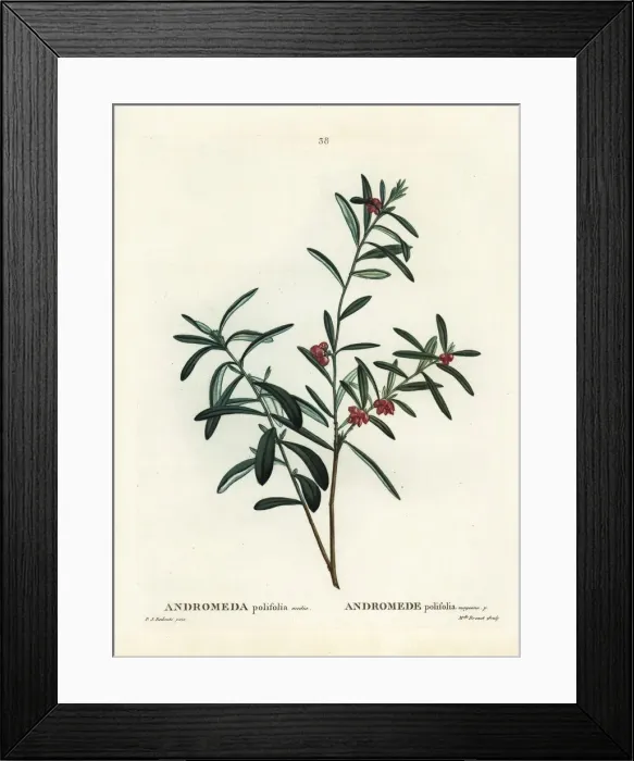 Framed Print : Bog rosemary, Andromeda polifolia Framed Print : Bog rosemary, Andromeda polifolia