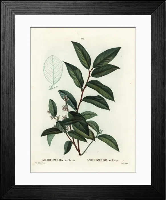 Framed Print : Fetterbush, Andromeda axillaris Framed Print : Fetterbush, Andromeda axillaris