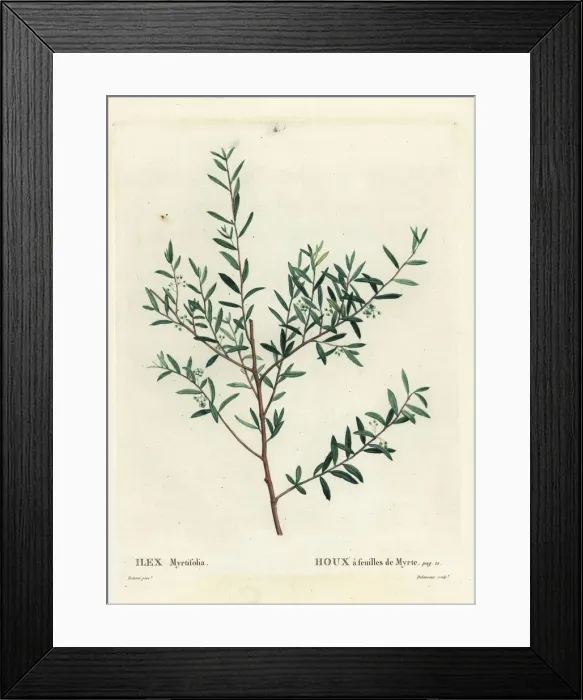 Framed Print : Myrtle holly or myrtle dahoon, Ilex myrtifolia Framed Print : Myrtle holly or myrtle dahoon, Ilex myrtifolia